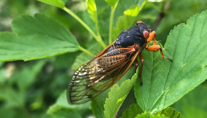 Sagawau Environmental Learning Center - Forest Preserves of Cook County