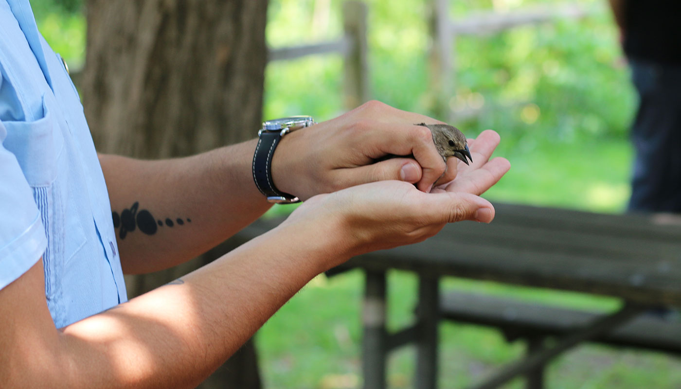 a person's hands holding a bird