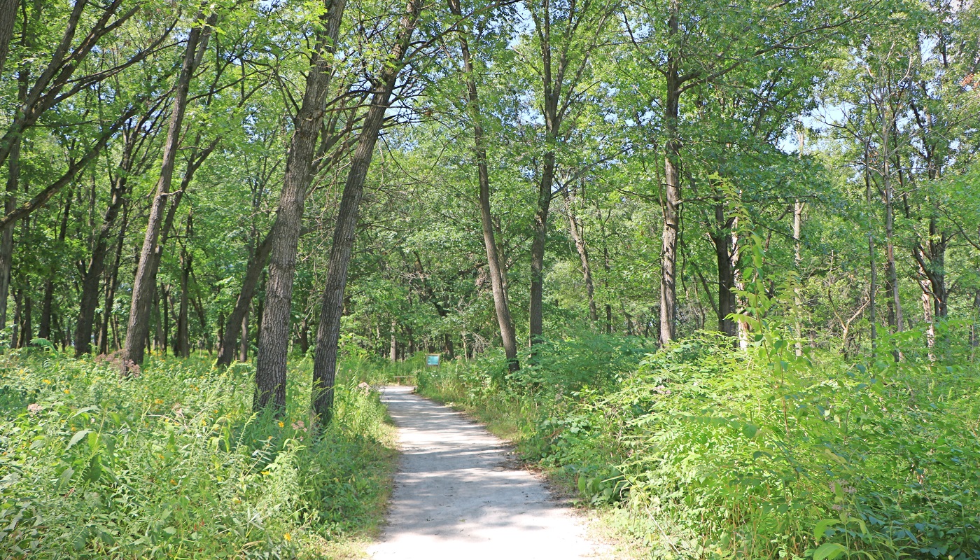 unpaved trail surrounded by trees and plants on a sunny day