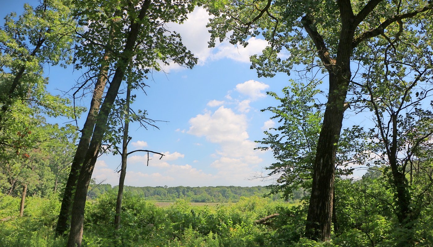 a couple of trees in the foreground surrounded by shrubs and a tree line in the distance in between with a blue sky and clouds