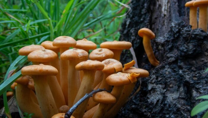 a group of mushrooms at the base of a tree