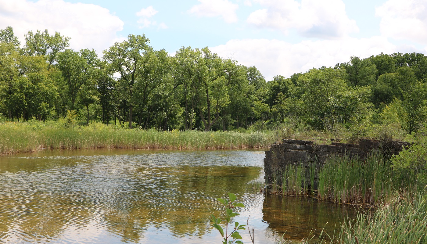 a pond surrounded by tall grass and trees with a large rock on the edge