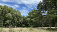 a prairie with a wall of trees below blue skies and clouds.