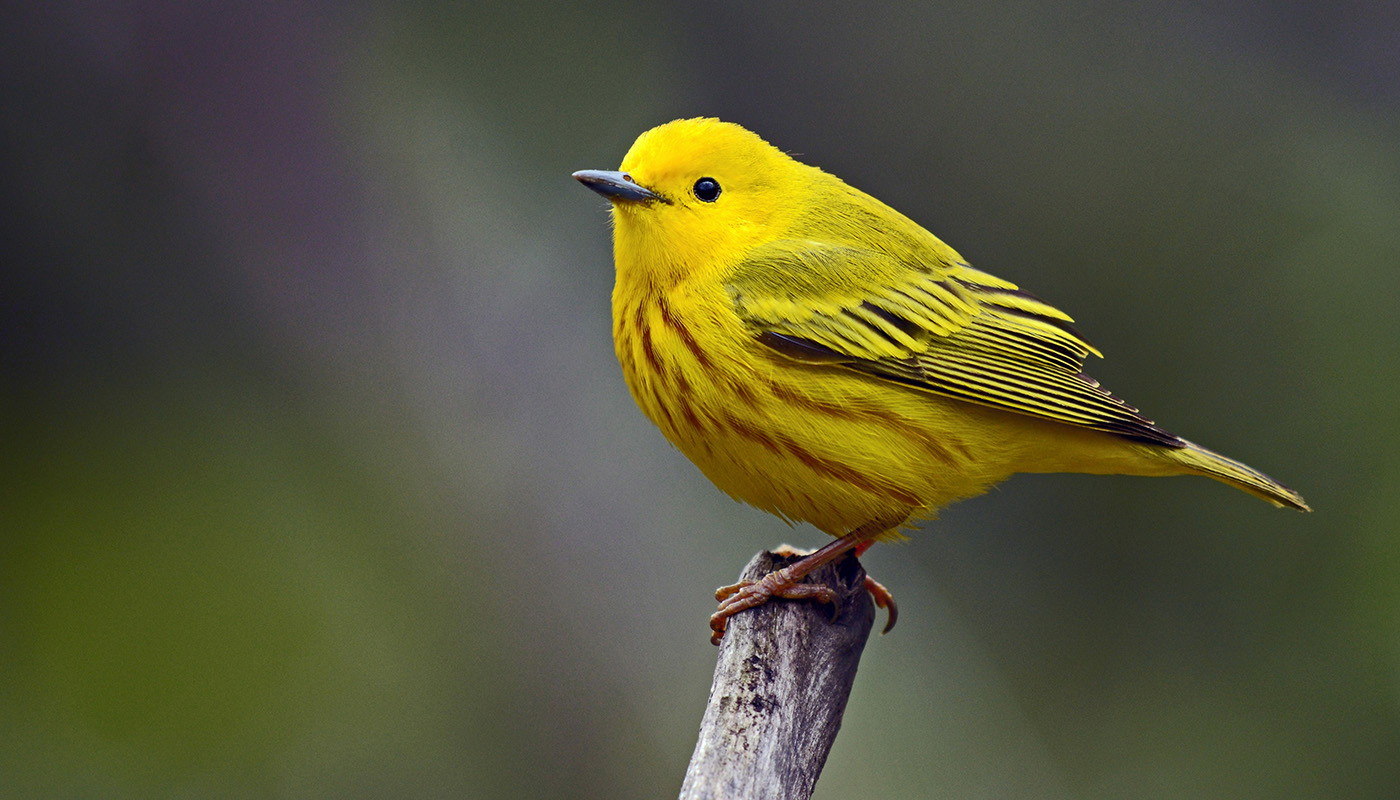 a yellow bird stands on a piece of wood