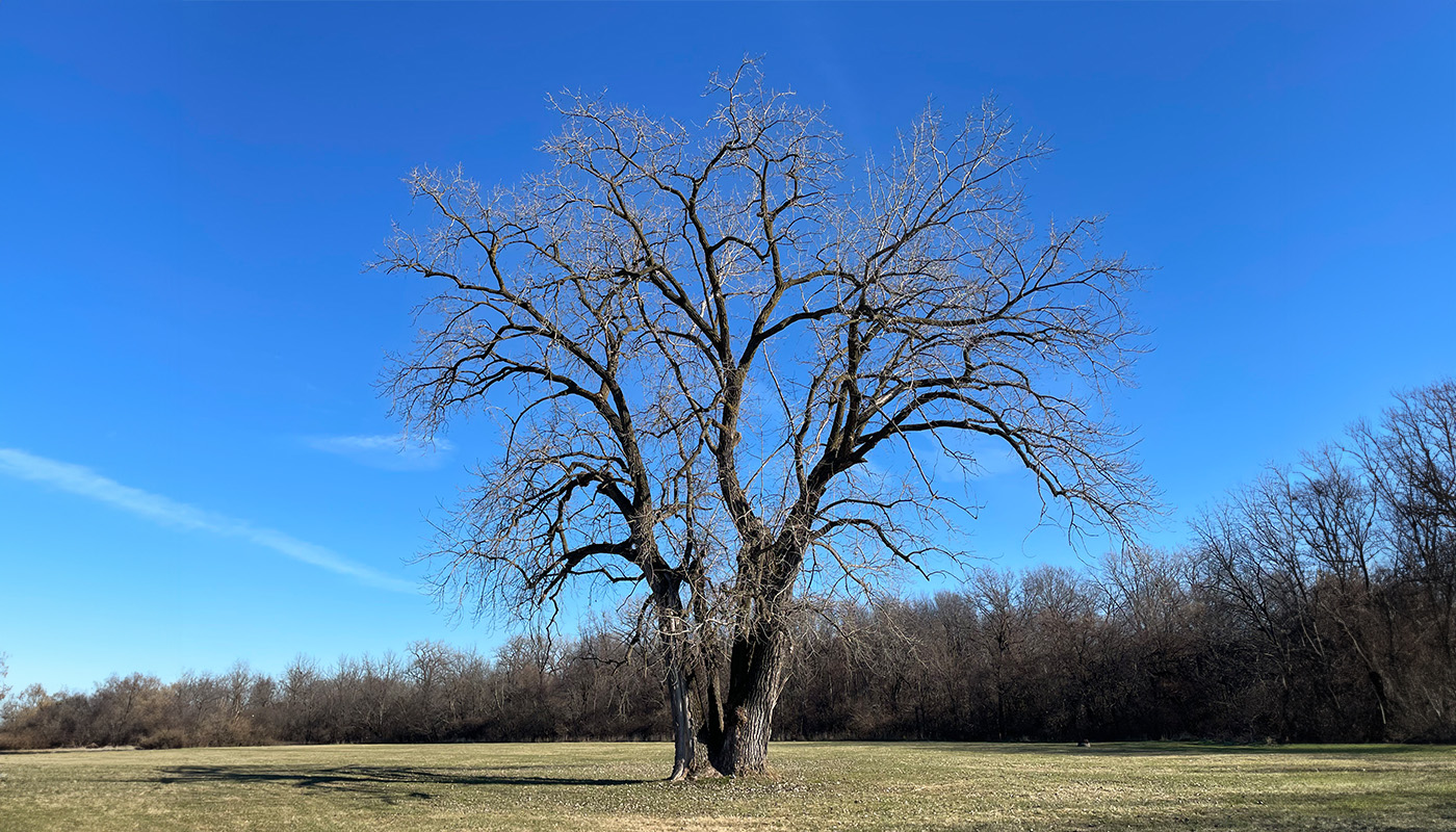 A towering tree in an open field with trees in the background.
