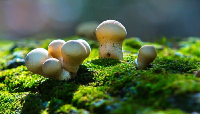 A close-up fungi photo.