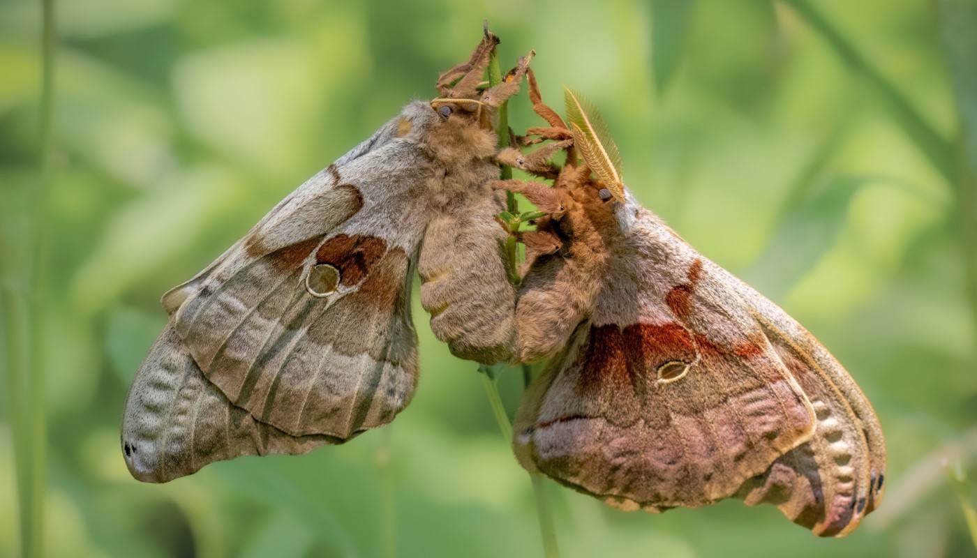 National Moth Week