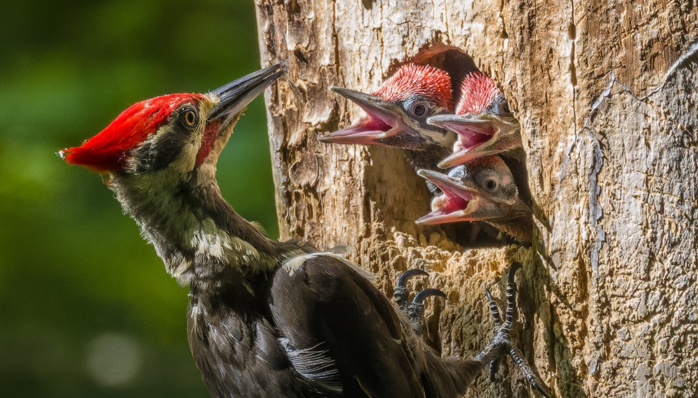 An adult woodpecker feeding its young.
