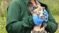 a wildlife biologist holds an osprey after banding its leg