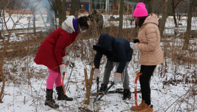 three volunteers using clippers to cut invasive plants in the snow