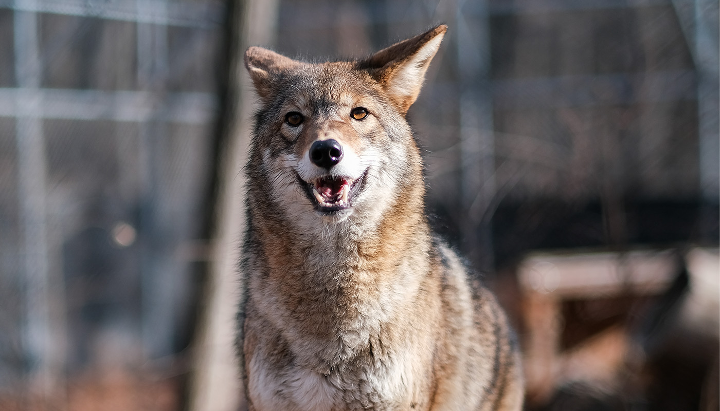 a coyote with its mouth open