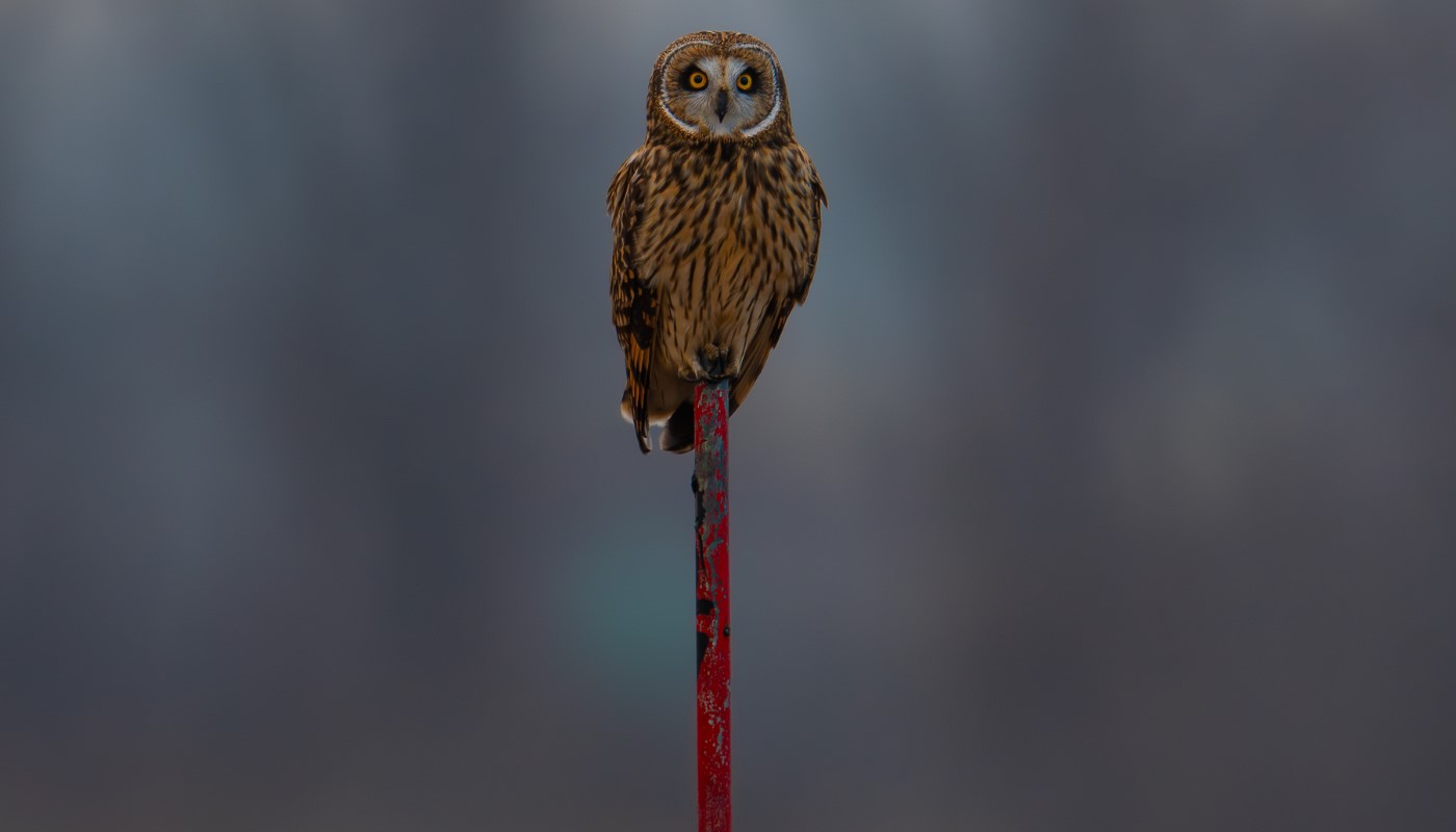 An owl sitting atop a fence pole.