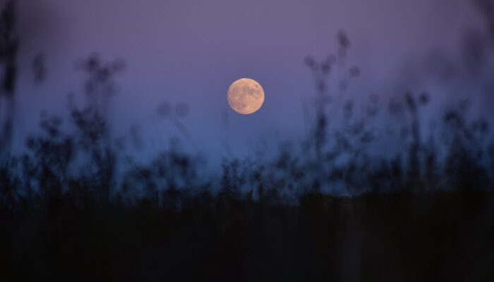 A night landscape with a full moon shining amongst an indigo sky.