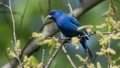 A bird sitting atop a branch.