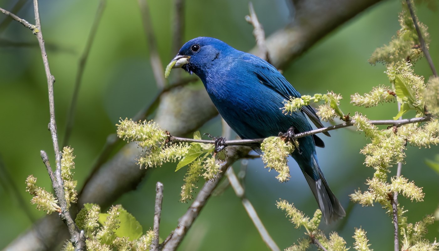 A bird sitting atop a branch.
