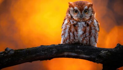An owl sitting atop a tree branch.