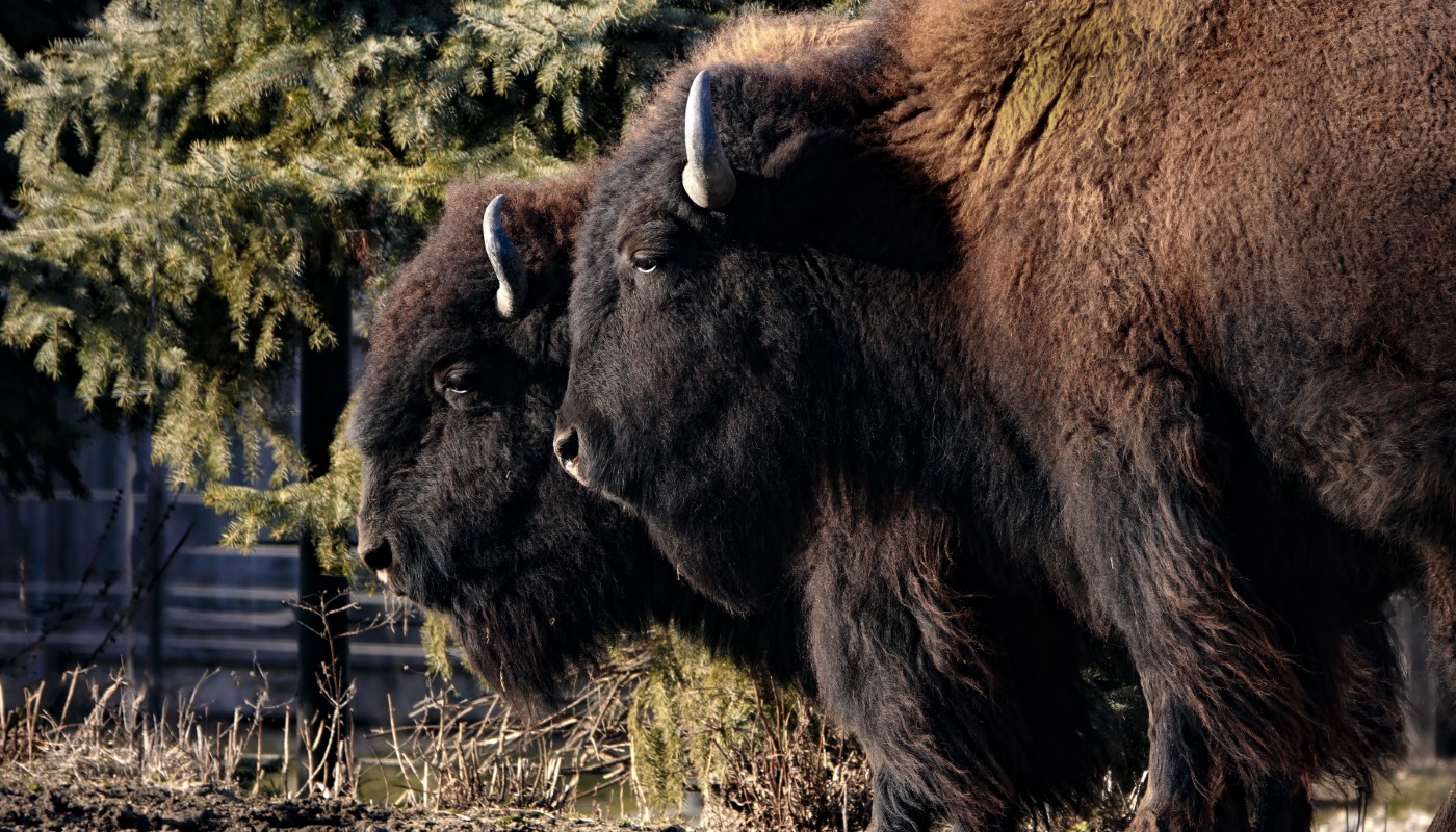 Two buffalos standing together.