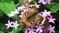 A close-up shot of a butterfly.
