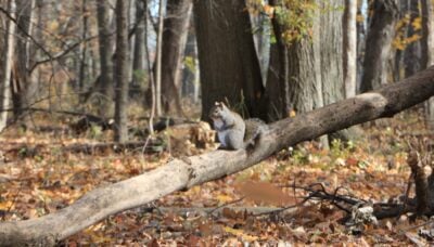 A squirrel on a downed tree.