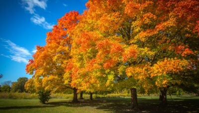 A handful of trees showcasing fall color changes.