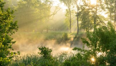 Rays of sun shining through a lush forest.