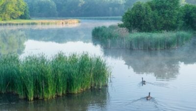 Two ducks swimming in a lake.