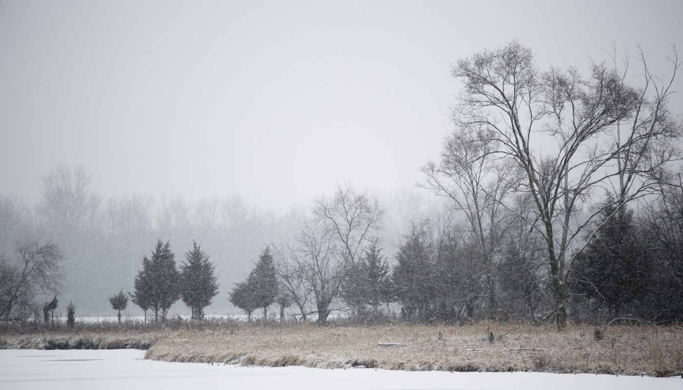 A snowy forest and lake scenescape.