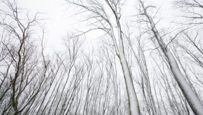 A snowy forest.