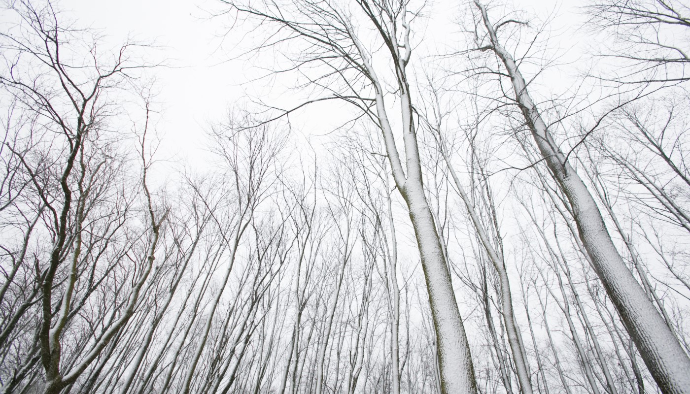 A snowy forest.