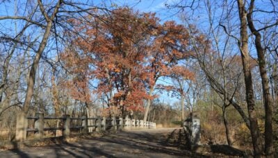 A forested walking bridge.