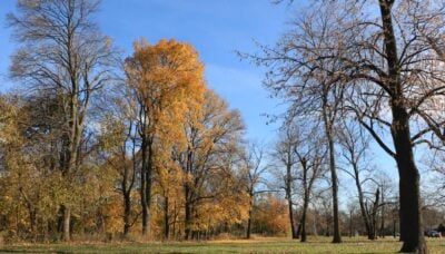 Trees changing colors in the fall.