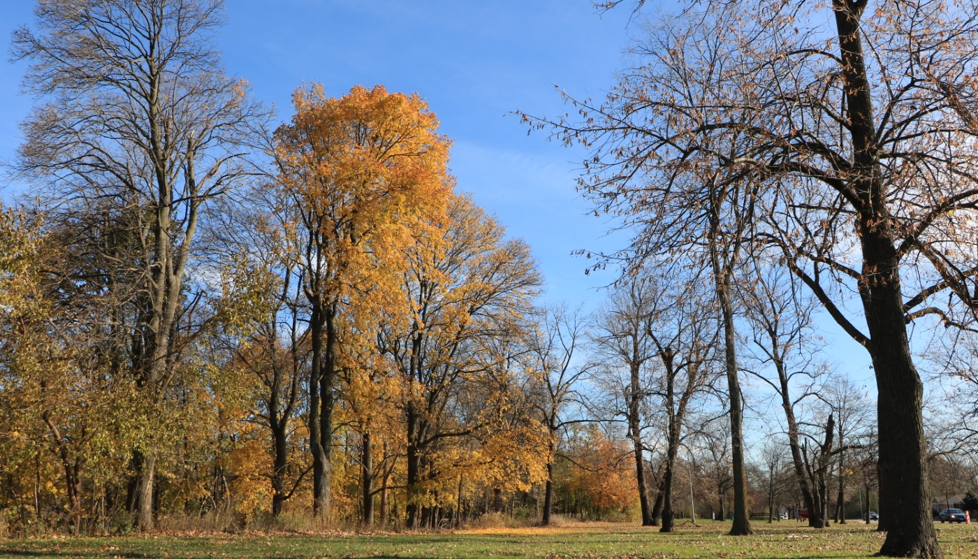 Trees changing colors in the fall.