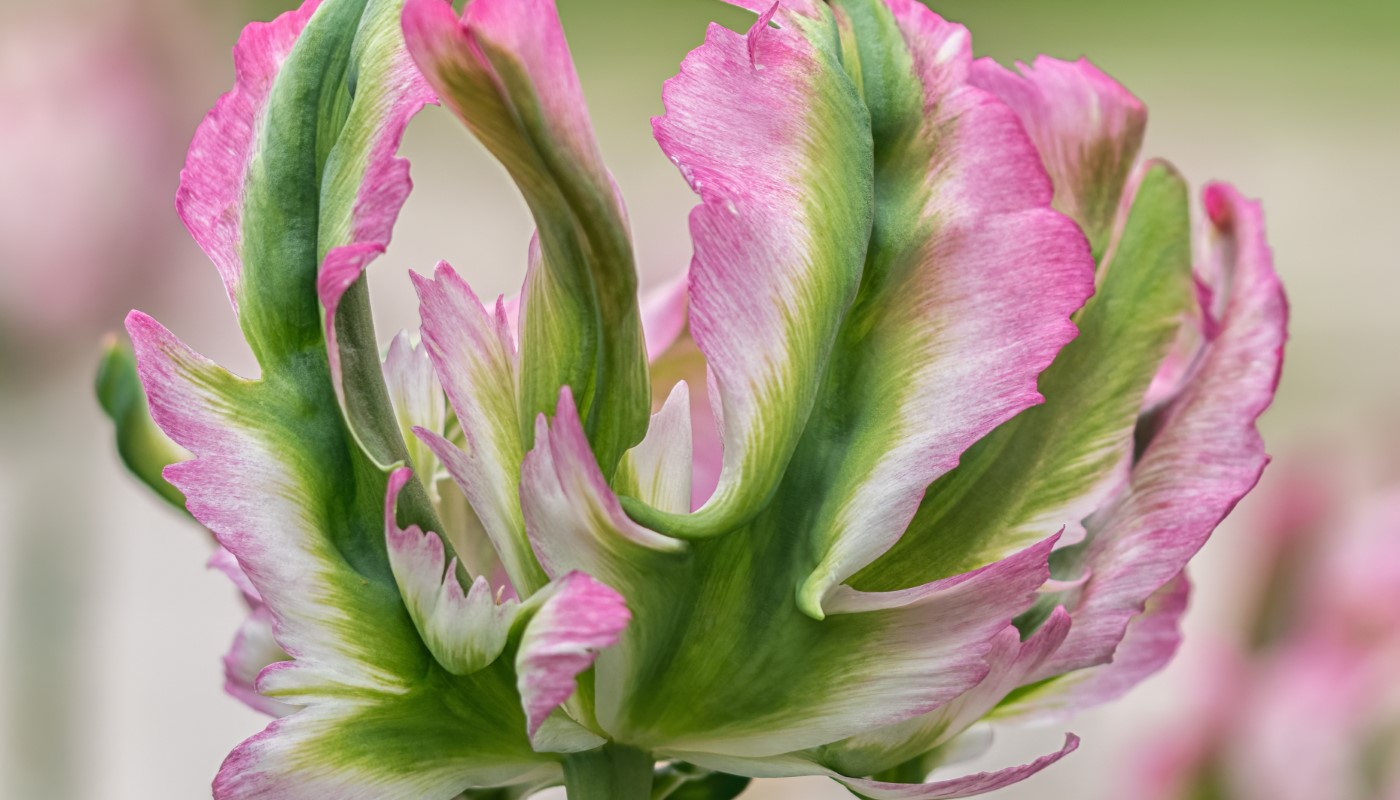A close-up shot of a tulip.