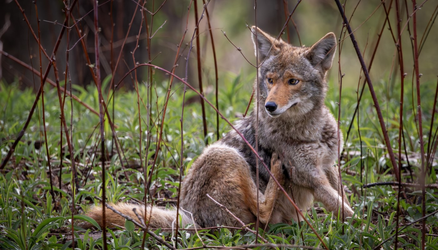 A coyote peering through the brush.