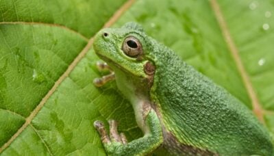 A close-up shot of a frog.