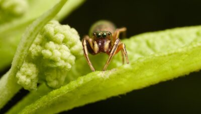A close-up shot of a spider.