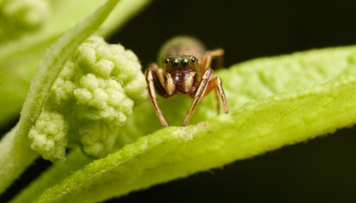 A close-up shot of a spider.