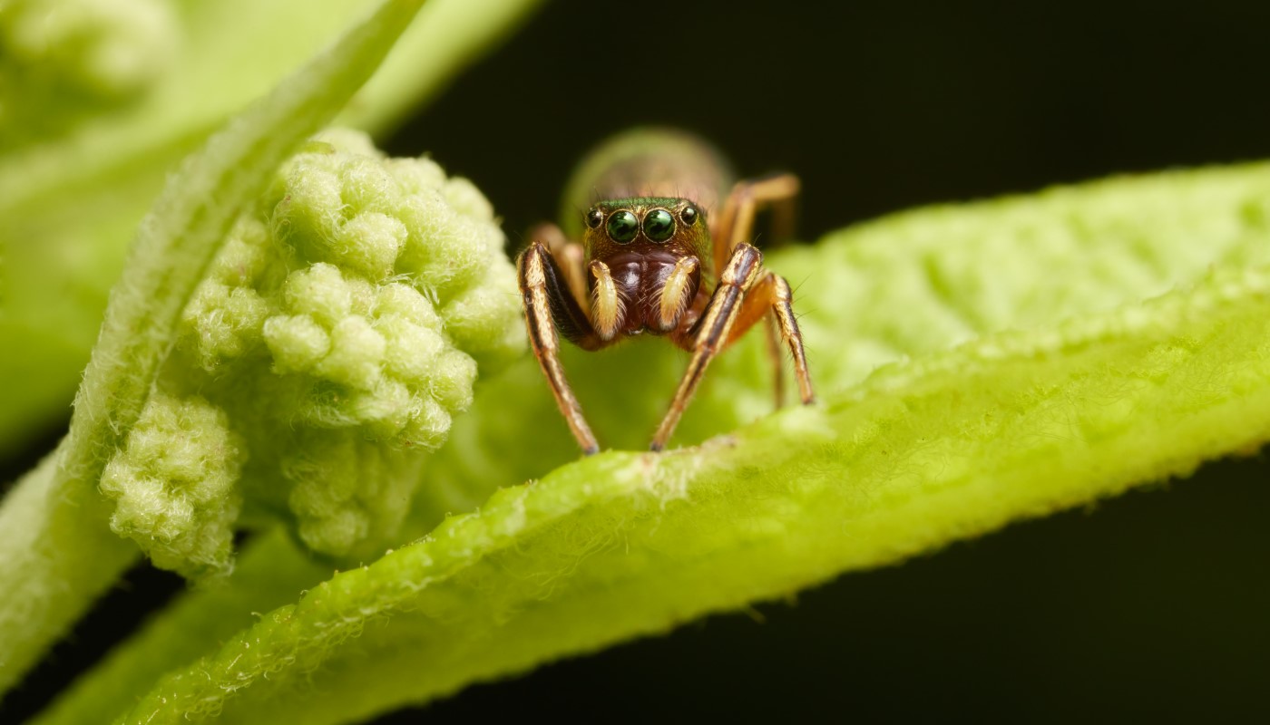 A close-up shot of a spider.