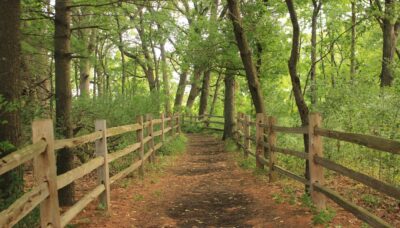 An unpaved trail running through a forest, lined by wooden fencing.