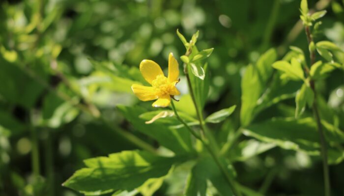 A close-up shot of swamp buttercup.
