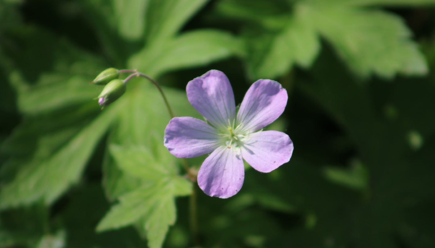 A close-up shot of wild geranium.