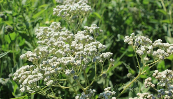An array of wild quinine.