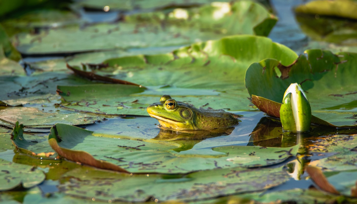 A frog peeking out from underneath a lily pad.