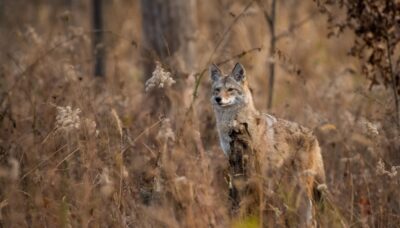 A coyote peering out of the brush.