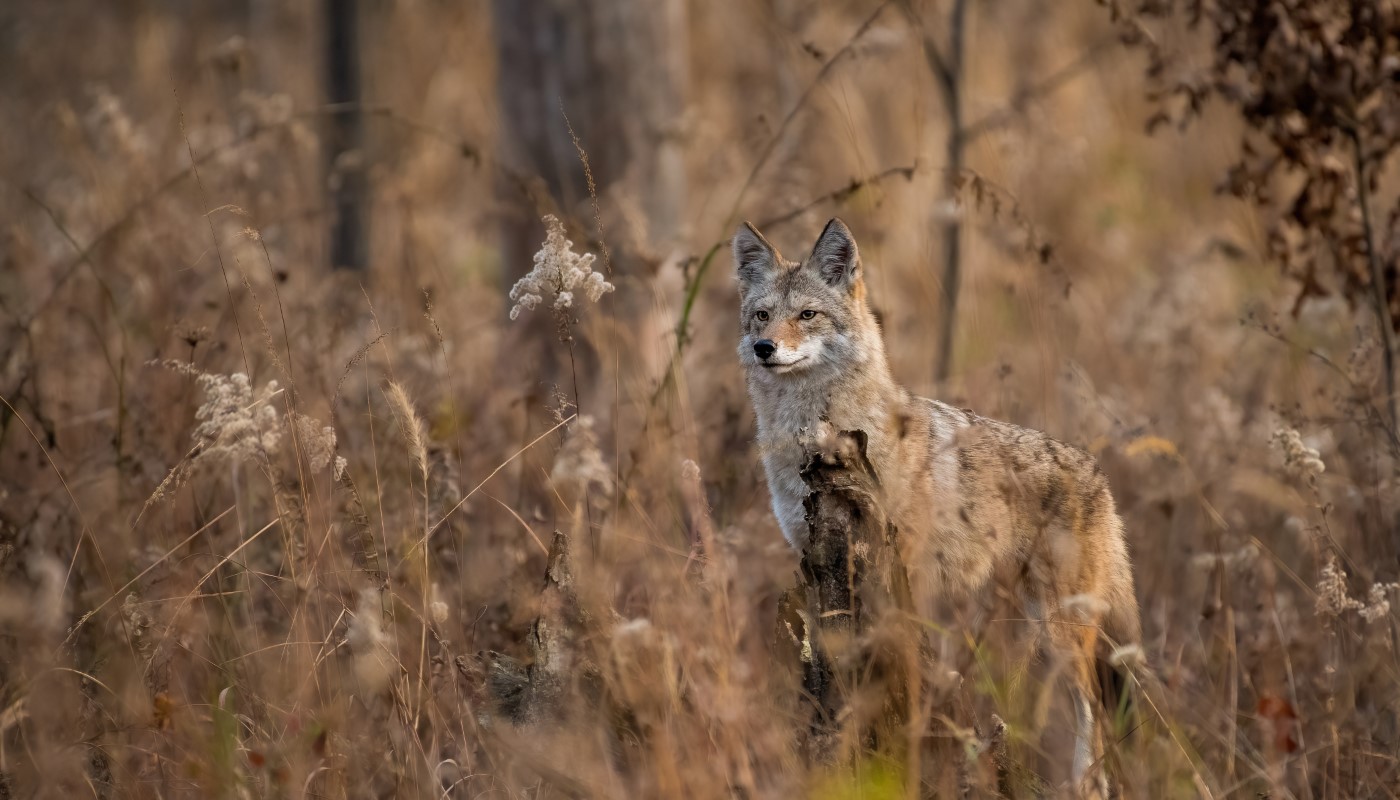 A coyote peering out of the brush.