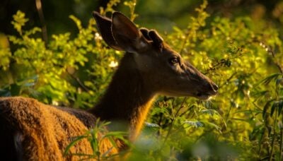 A close-up shot of a deer in a forest.