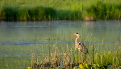A heron standing on a water bank.