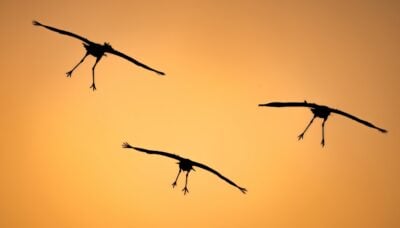 Three sandhill cranes taking flight.