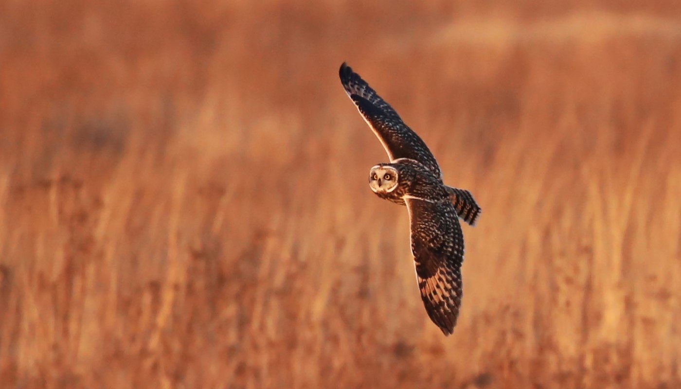 A short-eared owl flying over a wetland.
