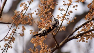 A downy woodpecker perching on a tree branch.